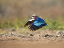 Lilac-breasted roller