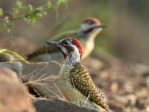 Bearded woodpecker