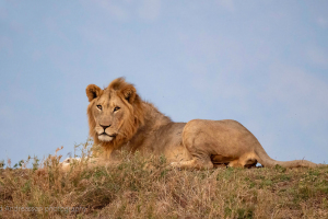 Zimanga | Game drives