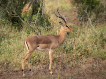 Impala