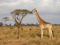 Giraff