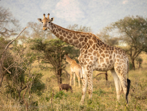 Giraffer