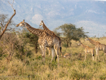Giraffer