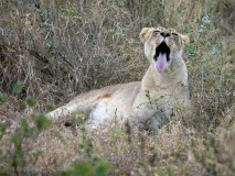Lioness