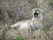 Lioness