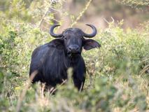 Afrikansk buffel