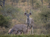 Kudu
