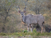 Kudu