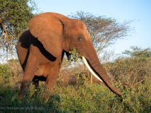 Elefant