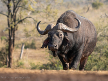 Afrikansk buffel