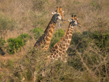 Giraffer