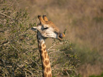 Giraff