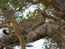 Leopard