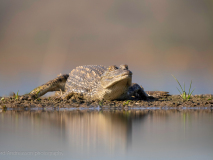 Nile crocodile