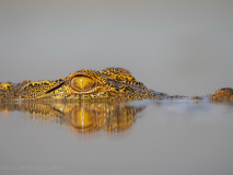 Nile crocodile