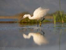 Little egret
