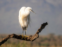 Little egret