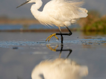 Little egret