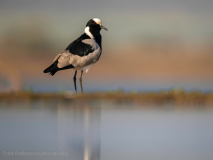 Blacksmith lapwing