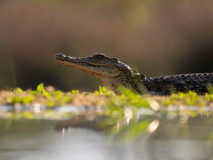Nile crocodile