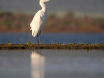 Cattle egret