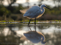 Little egret