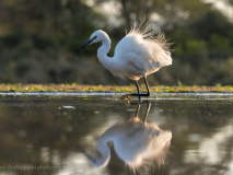 Little egret