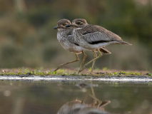 Water thick-knee