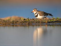 Three-banded Plover