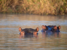 Hippopotamus