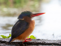 Malachite kingfisher