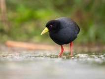 Black crake