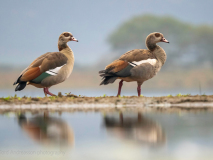 Egyptian goose