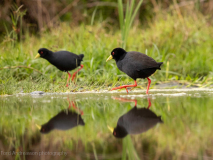 Black crake