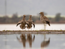 Water thick-knee