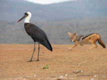 African woolly-necked stork