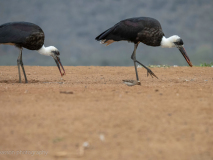 African woolly-necked stork