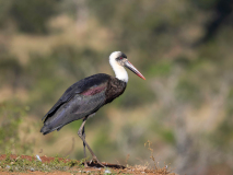 African woolly-necked stork