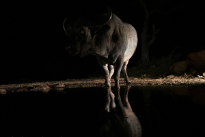 Zimanga | Water hole