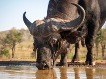 Afrikansk buffel