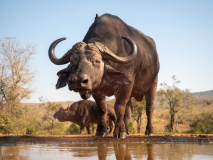 Afrikansk buffel