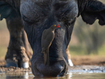 Afrikansk buffel