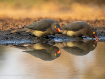 Red-billed oxpecker