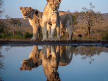 Lionesses