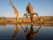 Giraff