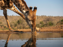 Giraff