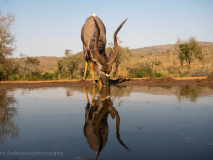 Kudu